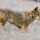 Illustration for article titled How To Keep Your Pets Safe From Coyotes